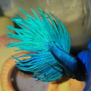 Meet your Posher, Kristi